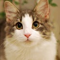 Kitten’s Childhood (5 months) logo