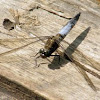 Black-tailed Skimmer (adult male)