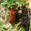 Ruby Tiger moth