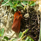 Ruby Tiger moth