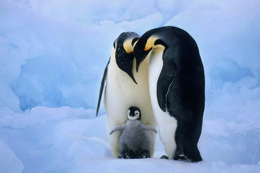 Cute emperor penguin wallpaper