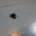 Male Red-Backed Jumping Spider