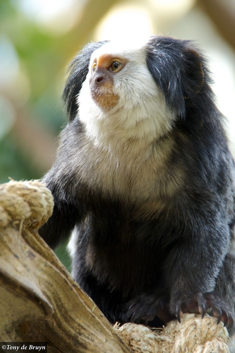 Black-tufted marmoset