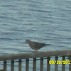 Mourning Dove