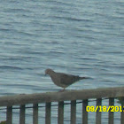 Mourning Dove