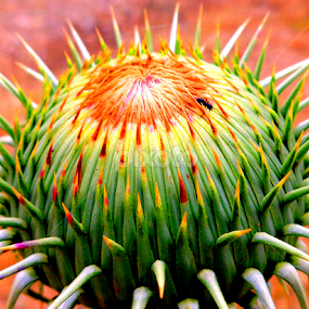 by Adnan Mirani - Nature Up Close Other plants