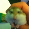 Roborovski hamster