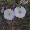 Bindweed