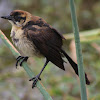 boat tailed grackle