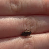 Seed-eating ground beetle