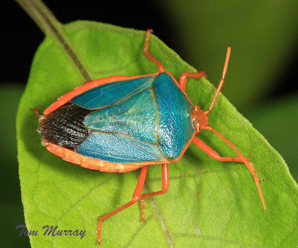 Redbordered Stink Bug Project Noah
