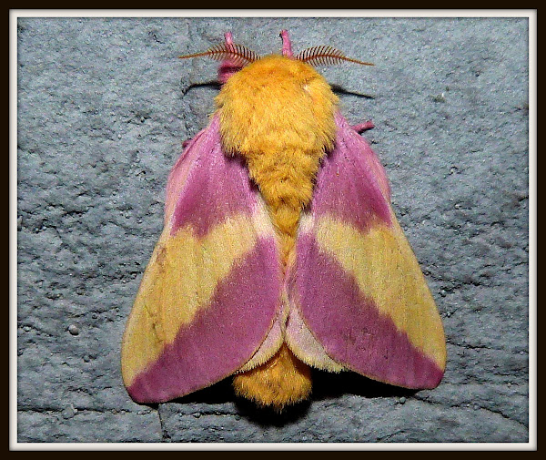 Rosy Maple Moth Project Noah