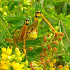 Differential Grasshopper and Katydid