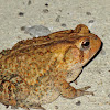 southern toad