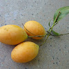 Plum Mango/Marrion Plum