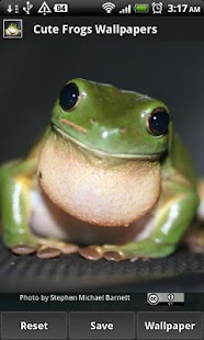 Cute Frog Wallpapers