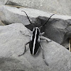 Longhorn Beetle