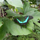 Green Swallowtail a.k.a The Peacock