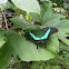 Green Swallowtail a.k.a The Peacock