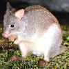 Rufous Bettong (Rufous Rat-Kangaroo)