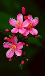 How to download Flower Wallpapers patch 1.0 apk for android