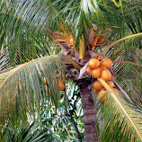 I've got a lovely bunch of coconuts! by Priscilla Renda McDaniel -  