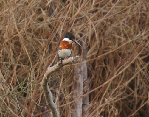 Green Kingfisher