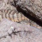 Tiger Rattlesnake