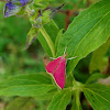 Inornate Pyrausta Moth