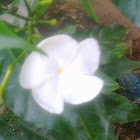 Sri Lankan Jasmine