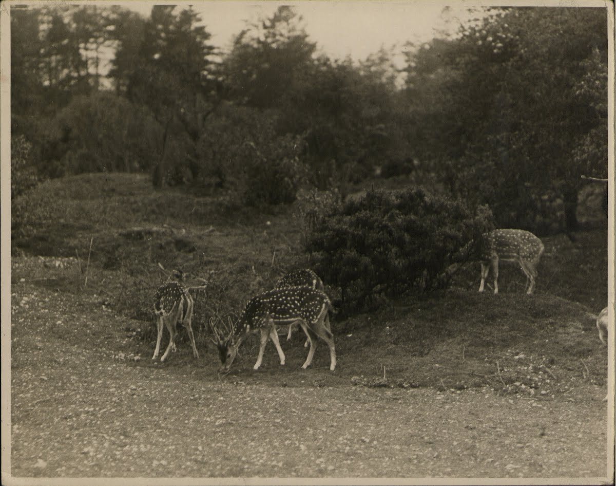 Zoo Zoos — Google Arts & Culture