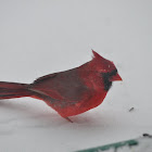 Northern Male Cardinal