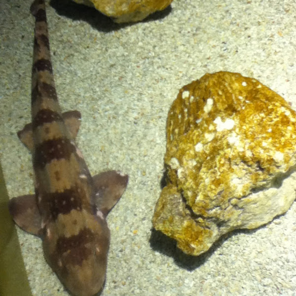 Whitespotted bamboo shark Project Noah