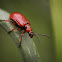 Lilioceris Beetle