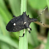 Black stink bug