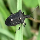 Black stink bug