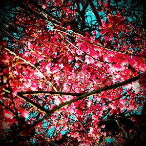 by Alannah Melton - Digital Art Things