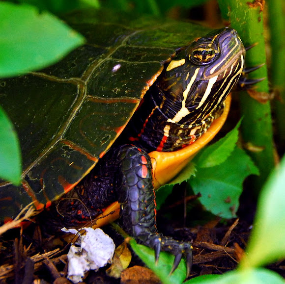 Eastern Painted Turtle Project Noah