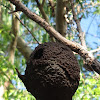 Nasutitermes Nest