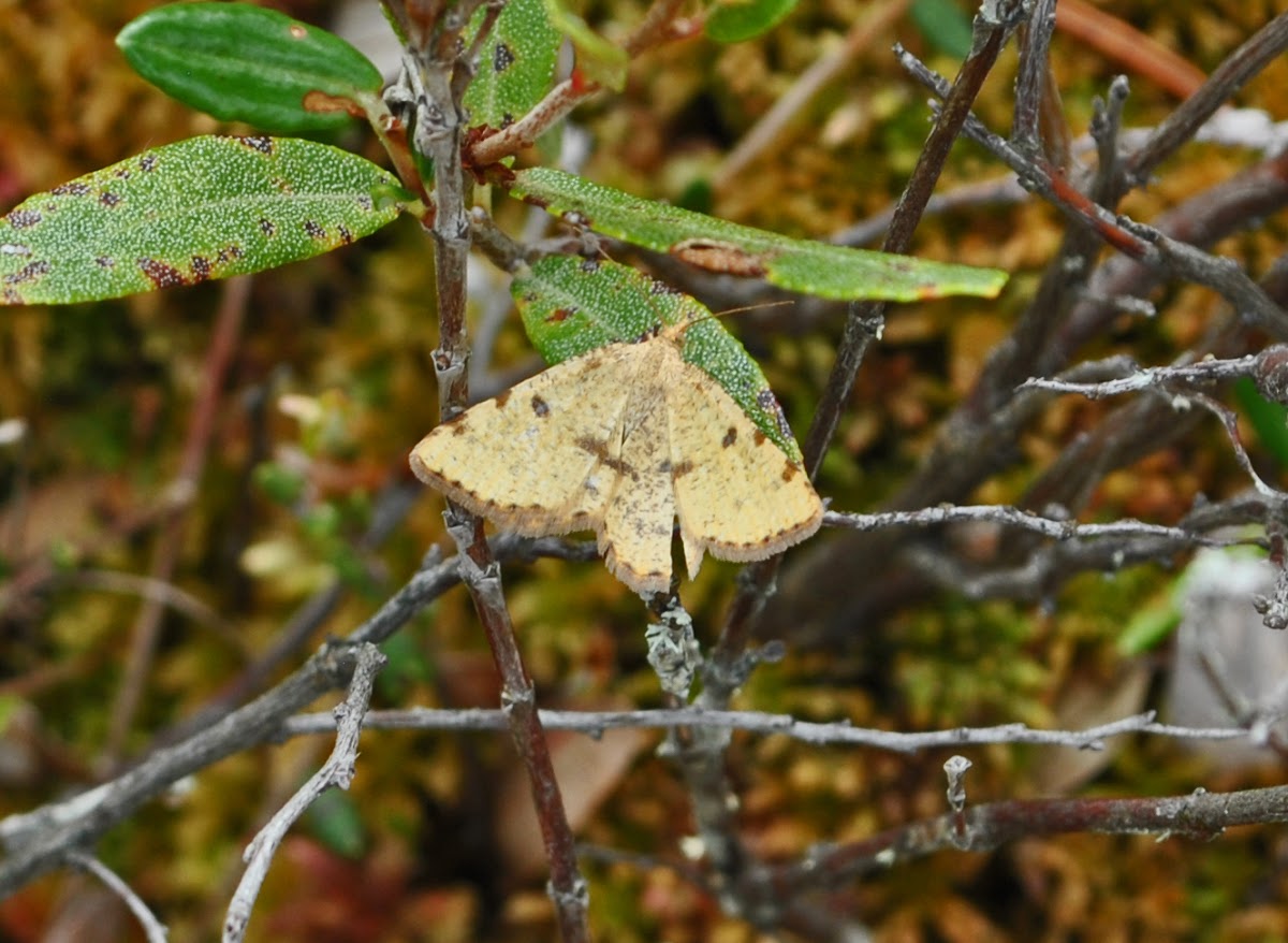 Sulphur Angle Moth