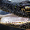 American alligator