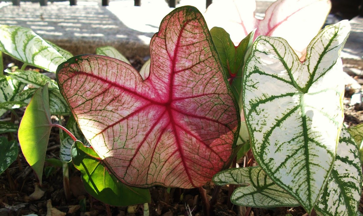 Angel Wings or Elephant Ear