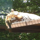 Amur (Siberian) Tiger