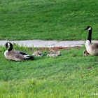 Canada Goose