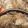 Common Millipede