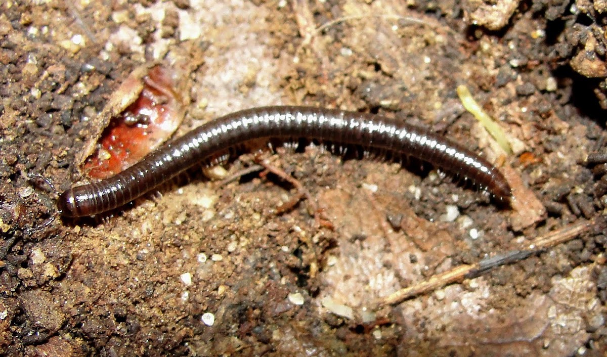 Common Millipede