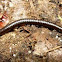 Common Millipede