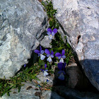 Viola cephalonica (Κεφαλληνιακή Βιόλα)