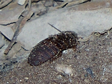 Surinam Cockroach nymph