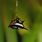 spiny orb-weaver spider